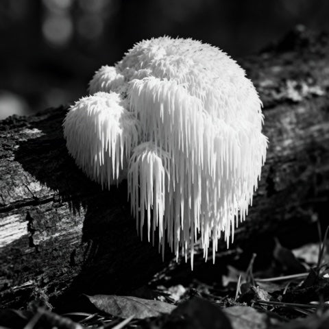 Mushroom & Marine Blend