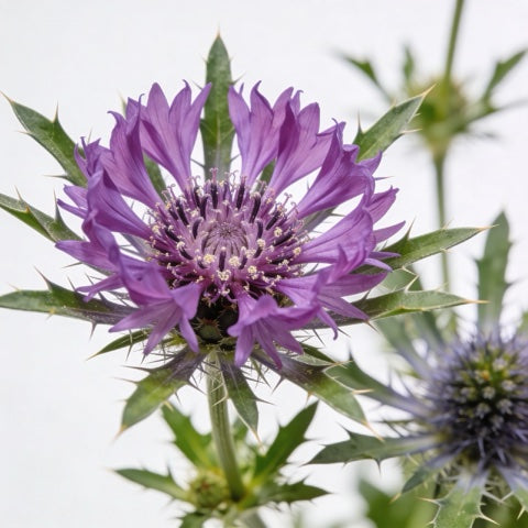 Milk Thistle Extract (80% Silymarin)