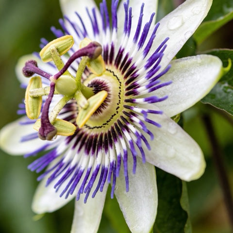 Passionflower Extract