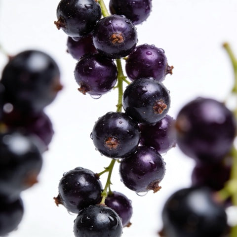 Blackcurrant Extract